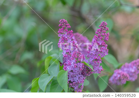 Petal texture detail. High resolution image showing petal veins on lilac flower. Detailed closeup of lilac flower petals with subtle veins and contrasting green background 140359520