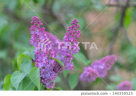 Lavender blossoms scene. Gentle purple floral display setting. Serene lilac blooms with peaceful background. Tranquil lavender flowers contrasted against softly blurred scenery 140359523