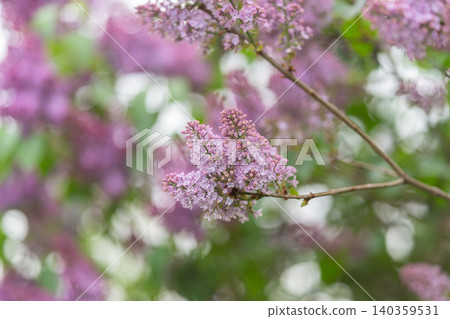 Softly lit lavender branch scene. Quiet garden with glowing lavender branch illumination. Peaceful garden setting featuring delicate purple twig with gentle luminosity 140359531