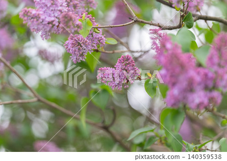 Vivid purple lilac flower clusters surrounded by gentle bokeh effects and fresh greenery. Detailed view of purple lilacs with soft focus and lush green leaves conveying calmness 140359538
