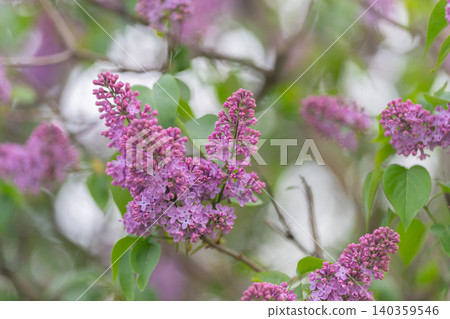 Countryside garden with blooming lilacs. Sunlit pathway adorned with wild lilac bushes. Charming rural scene with sunkissed lilac hedges and blooming countryside flowers Countryside garden with blooming lilacs. Sunlit pathway adorned with wild lilac bushes. Charming rural scene with sunkissed lilac hedges and blooming countryside flowers 140359546