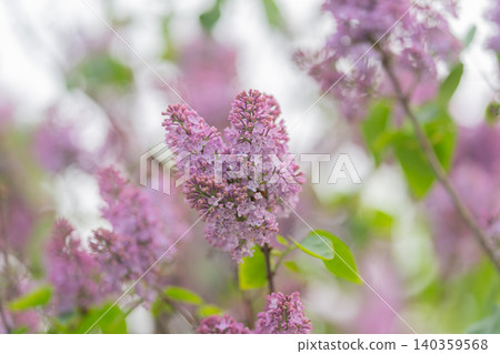 Springtime floral scene featuring lavender and smooth bokeh effects. Spring floral setting showcasing lavender flowers softly illuminated against blurred bokeh backdrop Springtime floral scene featuring lavender and smooth bokeh effects. Spring floral setting showcasing lavender flowers softly illuminated against blurred bokeh backdrop 140359568
