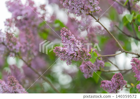 Purple lilac blossom cluster closeup with soft pastel tones, fragrant garden mood, delicate petals and seasonal scent suggestion, ideal for romance and wedding themes Purple lilac blossom cluster closeup with soft pastel tones, fragrant garden mood, delicate petals and seasonal scent suggestion, ideal for romance and wedding themes 140359572