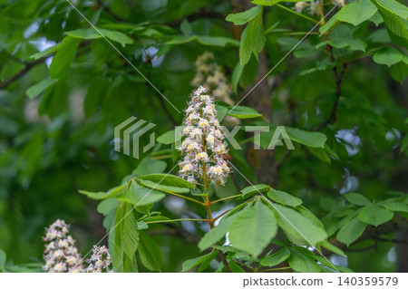 Horsechestnut flower details. Highresolution image displaying flower and leaf structure. Detailed depiction of horsechestnut inflorescence with reproductive parts and foliage Horsechestnut flower details. Highresolution image displaying flower and leaf structure. Detailed depiction of horsechestnut inflorescence with reproductive parts and foliage 140359579