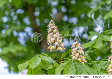 Tree flowers bloom. Seasonal renewal observed in city trees with flowering branches. Urban landscape features horsechestnut trees exhibiting blooms during seasonal change Tree flowers bloom. Seasonal renewal observed in city trees with flowering branches. Urban landscape features horsechestnut trees exhibiting blooms during seasonal change 140359583