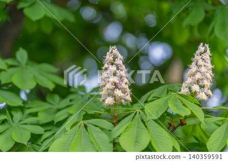 White chestnut blossoms clustered amid glossy leaves, bee activity implied, dappled sunlight, shallow depthoffield, urban park ecology, sustainable landscaping visuals White chestnut blossoms clustered amid glossy leaves, bee activity implied, dappled sunlight, shallow depthoffield, urban park ecology, sustainable landscaping visuals 140359591
