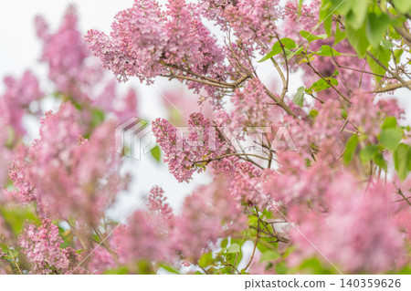 Pink blossoms glow. Gentle pink blooms with blurred background and pastel shades. Gentle pastel lilac garden scene featuring delicate petals and romantic morning ambiance Pink blossoms glow. Gentle pink blooms with blurred background and pastel shades. Gentle pastel lilac garden scene featuring delicate petals and romantic morning ambiance 140359626