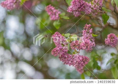 Focused flower view. Isolated lilac blossoms sharply in focus against blurred background. Closeup of magenta lilac branches with vivid textures and tranquil garden atmosphere Focused flower view. Isolated lilac blossoms sharply in focus against blurred background. Closeup of magenta lilac branches with vivid textures and tranquil garden atmosphere 140359630