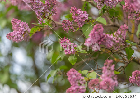 Fragrant lilac clusters suggest calm retreat, scentdriven composition for aromatherapy branding and spa campaigns, soft green leaves and airy atmosphere convey soothing relaxation Fragrant lilac clusters suggest calm retreat, scentdriven composition for aromatherapy branding and spa campaigns, soft green leaves and airy atmosphere convey soothing relaxation 140359634
