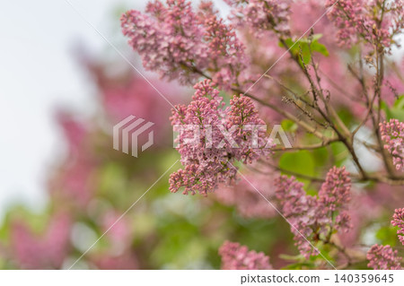 Delicate lilac sprays inspire perfume visuals, background for cosmetic campaigns and packaging mockups with elegant soft bokeh, fresh spring palette for upscale beauty projects Delicate lilac sprays inspire perfume visuals, background for cosmetic campaigns and packaging mockups with elegant soft bokeh, fresh spring palette for upscale beauty projects 140359645