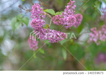 Colorful garden scene. Bright purple blossoms surrounded by natural leaves under cloudy sky. Rich lilac blooms densely packed in country garden with moody overcast atmosphere Colorful garden scene. Bright purple blossoms surrounded by natural leaves under cloudy sky. Rich lilac blooms densely packed in country garden with moody overcast atmosphere 140359673