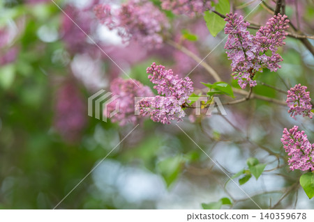 Scented lilac scene. Blossoms among leafy branches. Dreamy garden with pastel shades and gentle sunlight. Romantic setting featuring fragrant lilac and soft filtering light Scented lilac scene. Blossoms among leafy branches. Dreamy garden with pastel shades and gentle sunlight. Romantic setting featuring fragrant lilac and soft filtering light 140359678