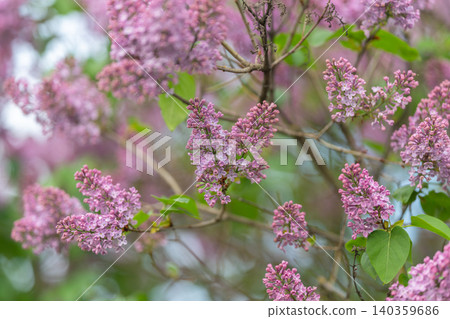 Soft lilac branch with bokeh background, delicate sprays of tiny flowers and fresh green foliage create gentle pastel backdrop ideal for seasonal design and branding Soft lilac branch with bokeh background, delicate sprays of tiny flowers and fresh green foliage create gentle pastel backdrop ideal for seasonal design and branding 140359686