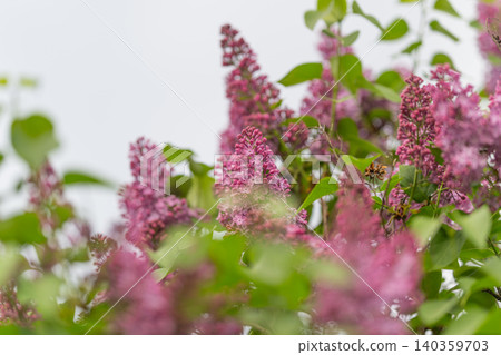 Pink blossoms rise. Blooming lilacs reaching high. Skyward lilac sprigs symbolize renewal and hope. Vivid pink lilac shoots ascending illustrate optimism and new beginnings Pink blossoms rise. Blooming lilacs reaching high. Skyward lilac sprigs symbolize renewal and hope. Vivid pink lilac shoots ascending illustrate optimism and new beginnings 140359703