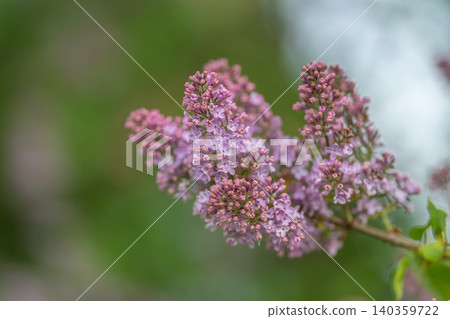 Peaceful garden scene. Relaxing garden moment emphasizing gentle blooming lilacs with dew. Serene outdoor scene illustrating fragile lilac petals and morning dew droplets Peaceful garden scene. Relaxing garden moment emphasizing gentle blooming lilacs with dew. Serene outdoor scene illustrating fragile lilac petals and morning dew droplets 140359722