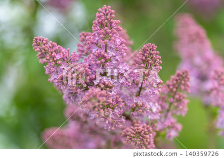 Simple purple blossom. Elegant lavender branch photography. Clean composition highlights gentle floral details. Stylized floral image showcasing soft colors and delicate petals Simple purple blossom. Elegant lavender branch photography. Clean composition highlights gentle floral details. Stylized floral image showcasing soft colors and delicate petals 140359726