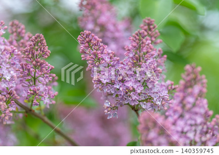 Pastel lilac petals blur into soft bokeh, serene gradient of pink and green creating gentle backdrop for design, graphic artist using texture for seasonal campaign 140359745