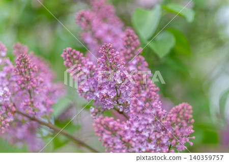Delicate lilac flower spike showing fine texture and clustered buds, crisp focus on tiny blooms with leafy backdrop, botanist referencing specimen for morphology notes Delicate lilac flower spike showing fine texture and clustered buds, crisp focus on tiny blooms with leafy backdrop, botanist referencing specimen for morphology notes 140359757