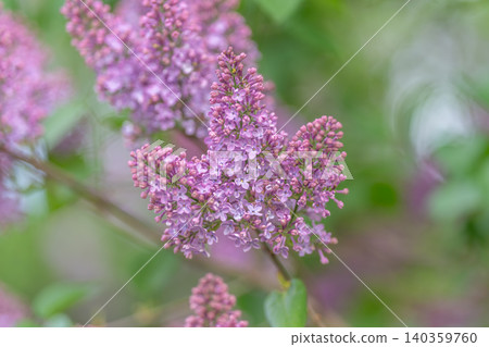 Bright morning illumination accentuates delicate purple flower textures. Vivid close view capturing intricate details of gentle lilac blossoms in soft morning sunlight 140359760