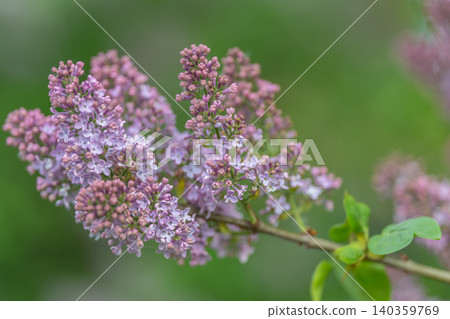 Tight branch of lilac buds opening, subtle lavender hues, cluster formation, emerging petals, fresh green leaves, gentle diffuse background creating intimate spring mood Tight branch of lilac buds opening, subtle lavender hues, cluster formation, emerging petals, fresh green leaves, gentle diffuse background creating intimate spring mood 140359769