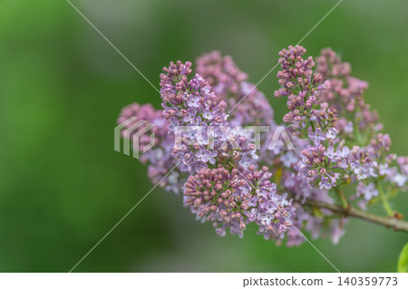 Detailed lilac cluster with blurred bokeh, tight focus on tiny florets, soft purple tones, dewy texture, shallow depth of field, suitable for nature editorial and botanical prints Detailed lilac cluster with blurred bokeh, tight focus on tiny florets, soft purple tones, dewy texture, shallow depth of field, suitable for nature editorial and botanical prints 140359773