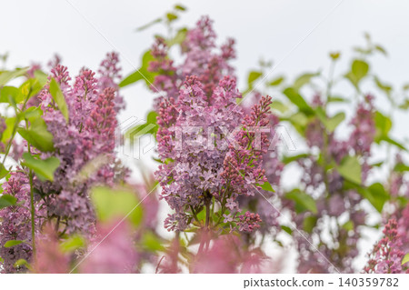 Colorful blossom landscape for marketing. Vivid springtime flowers enhancing brand imagery. Lush pink and purple blooms create inviting scene for springtime promotional campaigns Colorful blossom landscape for marketing. Vivid springtime flowers enhancing brand imagery. Lush pink and purple blooms create inviting scene for springtime promotional campaigns 140359782