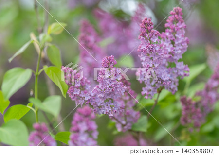 Spring flower closeup. Delicate purple blooms macro shot. Gentle lilac flowers with lush greenery detailed shot. Serene macro photograph of lilac blossoms and vibrant leaves 140359802