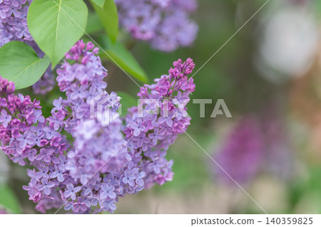 Compact lilac planter against city concrete backdrop. City balcony featuring lilac planter amidst concrete surroundings perfect for compact gardening in urban life 140359825