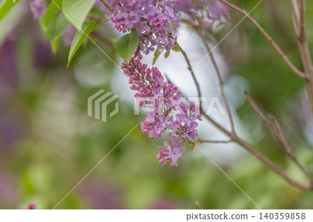 Faintly shifting violet branches set against vibrant leaf layers. Gentle motion of purple branches combined with lush leafy surroundings creates seasonal visual effect 140359858
