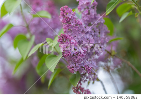 Soothing floral scene. Delicate lilac sprig evokes peaceful and mindful nature ambiance. Tender cluster of lilacs in soft focus creates calming and refreshing springtime imagery 140359862