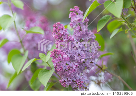 Pastel lilac group releasing soothing aromatic scent impressions vividly. Delicate lavender flower cluster portrays calming floral fragrance enhancing sensory recollections vividly 140359866