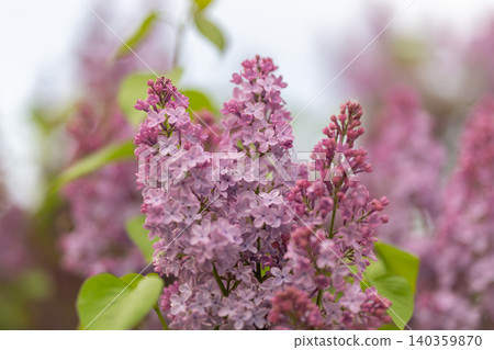 Lavender bloom scene. Muted pink and lilac flowers evoke rustic summer feelings. Close examination of lavender bouquet with dewy highlights creating nostalgic summer ambiance 140359870