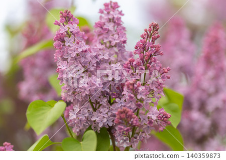 Analysis highlighting complex floral formations and subtle color variations in petals. Indepth investigation into detailed structure and color gradations of lilac flower petals 140359873