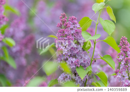 Close examination of lilac blossom with delicate petals and small buds. Macro perspective showcasing soft purple flowers and lush greenery in gentle natural lighting Close examination of lilac blossom with delicate petals and small buds. Macro perspective showcasing soft purple flowers and lush greenery in gentle natural lighting 140359889
