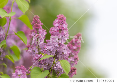 Untamed floral barrier. Dense lilac bush with fragrant cones and textured foliage. Untamed wild lilac hedge featuring colorful blossoms and aromatic cones along rustic fencing Untamed floral barrier. Dense lilac bush with fragrant cones and textured foliage. Untamed wild lilac hedge featuring colorful blossoms and aromatic cones along rustic fencing 140359904