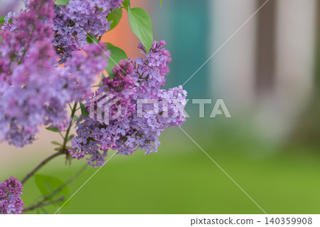 Faint lilac hues create airy decorative canvas for projects. Delicate pastel shades and soft blurring produce ethereal background for stationery and artistic purposes 140359908