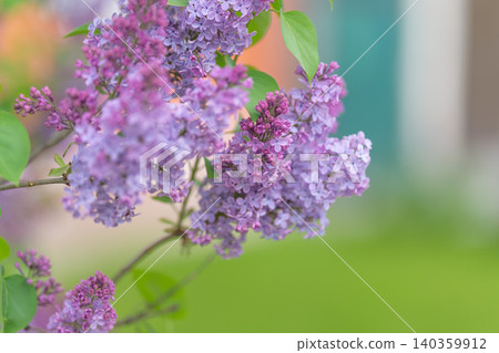 Urban cozy scene. Charming balcony setting featuring lilac and gentle daylight flow. Serene urban balcony ambiance illuminated by soft light and fragrant flowering shrub 140359912