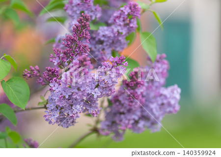 Gentle lilac hues emphasize calmness and warm twilight ambiance. Soft violet tones in twilight create serene atmosphere with muted background and subtle highlights Gentle lilac hues emphasize calmness and warm twilight ambiance. Soft violet tones in twilight create serene atmosphere with muted background and subtle highlights 140359924