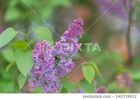 Soft lavender scene. Serene garden with pastel buds and muted shades. Tranquil garden display featuring pastel lilac blossoms with gentle lighting and subdued foliage Soft lavender scene. Serene garden with pastel buds and muted shades. Tranquil garden display featuring pastel lilac blossoms with gentle lighting and subdued foliage 140359932