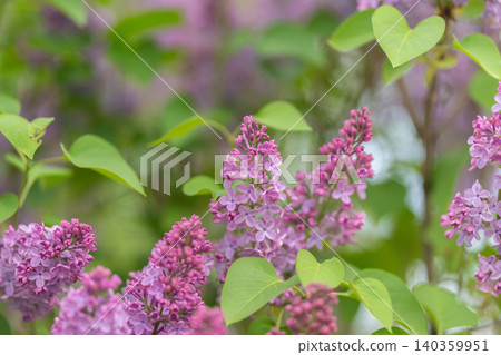 Urban garden tranquility. Lavender flowers illuminate city terrace ambiance beautifully. Soothing morning sunlight highlights lush lilac clusters and quiet city garden scene Urban garden tranquility. Lavender flowers illuminate city terrace ambiance beautifully. Soothing morning sunlight highlights lush lilac clusters and quiet city garden scene 140359951