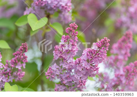 Delicate purple stems on neutral surface illuminated brightly. Refined lavender branches showcased on calm background with high intensity illumination perfect for showcase Delicate purple stems on neutral surface illuminated brightly. Refined lavender branches showcased on calm background with high intensity illumination perfect for showcase 140359963