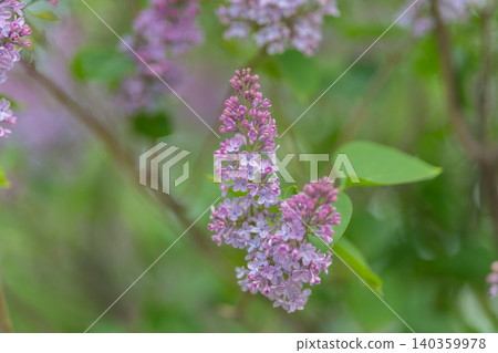 Softly hued lavender showing floral arrangement. Serene botanical depiction featuring subtle pastel lavender bloom against softly blurred background in upright framing Softly hued lavender showing floral arrangement. Serene botanical depiction featuring subtle pastel lavender bloom against softly blurred background in upright framing 140359978