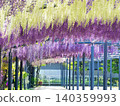 wisteria flowers in full bloom 140359993
