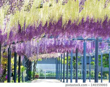 wisteria flowers in full bloom wisteria flowers in full bloom 140359993