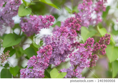 Vivid lilacs with lush foliage. Detailed shot of blooming lilacs and greenery. Intimate image of purple lilac petals complemented by fresh green leaves and soft morning glow Vivid lilacs with lush foliage. Detailed shot of blooming lilacs and greenery. Intimate image of purple lilac petals complemented by fresh green leaves and soft morning glow 140360008