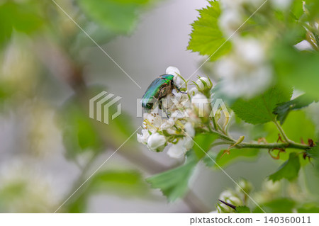 Bright insect scene. Shimmering green bug amid gentle garden scenes and pollination. Gleaming emerald beetle perched delicately on blossom during peaceful morning hours 140360011