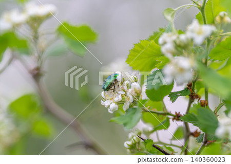 Close up conservation message insect pollinator on flowering shrub, vivid metallic shell and fragile petals illustrate habitat importance and biodiversity awareness 140360023