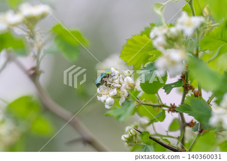 Simple natural design. Elegant depiction of flora with insect details. Refined representation of delicate leaves and flowers emphasizing negative space and tranquility Simple natural design. Elegant depiction of flora with insect details. Refined representation of delicate leaves and flowers emphasizing negative space and tranquility 140360031