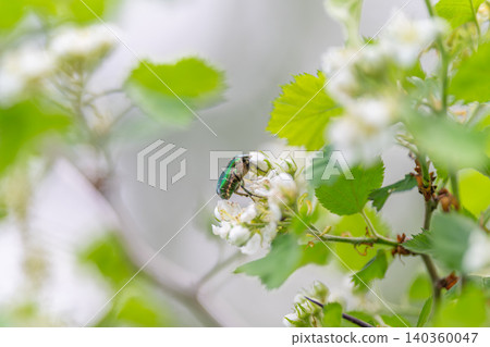 Pollinator portrait with soft bokeh background, vibrant metallic beetle resting on cluster of petals, conveys ecology, sustainable garden and closeup wildlife charm Pollinator portrait with soft bokeh background, vibrant metallic beetle resting on cluster of petals, conveys ecology, sustainable garden and closeup wildlife charm 140360047