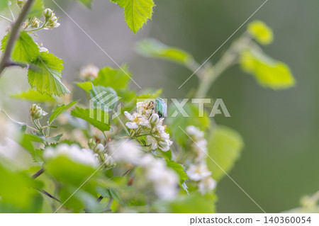 Green beetle on delicate white flower capturing detail. Vivid green beetle perched on tender white petals surrounded by lush green leaves and gentle background blur 140360054